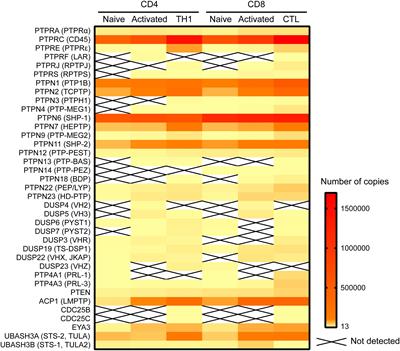 Modulation of <mark class="highlighted">TCR Signaling</mark> by Tyrosine Phosphatases: From Autoimmunity to Immunotherapy